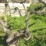 Bod. Gerardo Méndez, D.O. Rías Baixas 5