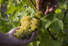 Juvé&Camps inicia su cuarta vendimia ecológica.