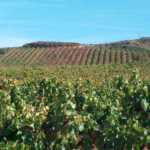 Bod. Fin de Siglo, D.O.Ca. Rioja