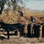 Bodegas Riojanas y el protocolo de zonificación 1