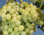 Pisco 1615 (5)