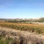 Bodega Tionio, Ribera del Duero 5