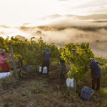 Foto Bodega Fillaboa vendimia