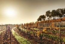 PREVISIÓN VENDIMIA 2019 DE LA D.O. CATALUNYA