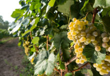 LA D.O. PENEDÉS PREVÉ UNA VENDIMIA 2019 DE ALTA CALIDAD