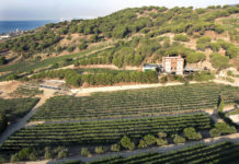 ALTA ALELLA MIRGIN EN LA CUMBRE DEL CAVA