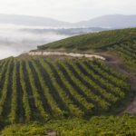 BODEGA FILLABOA