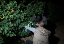 LA VENDIMIA 2019 EN LA D.O. RUEDA