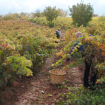 Bodega David Moreno, VENDIMIA 3