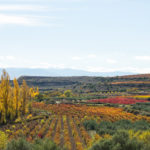 Bodega Ondarre VALDEBARON_REPORT_155