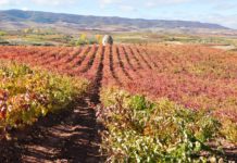 ENOTURISMO Y SENDERISMO EN BODEGAS DAVID MORENO