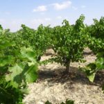Dehesa de Luna, Cabernet Sauvignon Eje Vertical verano