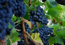 LA D.O. MONTSANT FINALIZA LA VENDIMIA 2019