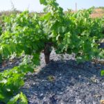 Pittacum Vineyards