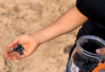 VENDIMIA PRACTICAMENTE GENERALIZADA EN LA D.O.Ca RIOJA