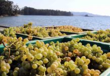 RECTA FINAL EN LA VENDIMIA DE RÍAS BAIXAS