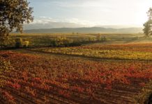 VINOTECA SOLWINE XIII