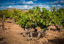 RIBERA DEL DUERO CIERRA UNA COSECHA HISTÓRICA CON 96 MILLONES DE KILOS