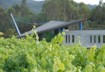 RESULTADO DE LA VENDIMIA 2019 EN LA D.O. RÍAS BAIXAS