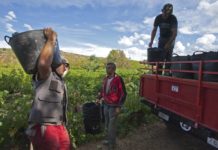 LA D.O. BIERZO INCREMENTA UN 8,6% SUS VENTAS EN 2019