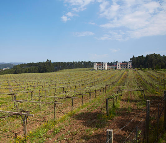 EXCELENTES PUNTUACIONES DE LOS VINOS DE RÍAS BAIXAS EN LOS PREMIOS BACO 2019