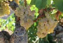 LA D.O. TERRA ALTA LA TERCERA MÁS DEMANDADA ENTRE LAS D.O. CATALANAS