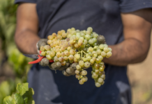 LA D.O. CAVA EXTREMA AÚN MÁS SUS MEDIDAS DE CONTROL DE CALIDAD