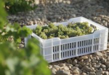 PROPUESTA SOLWINE PARA NAVIDAD: CUARENTA VENDIMIAS SAUVIGNON BLANC 2021, D.O. RUEDA