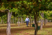 CARLOS MORO ATERRIZA EN LA D.O. RÍAS BAIXAS