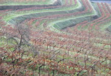 ENORME VENDIMIA 2022 EN LA D.O. RÍAS BAIXAS