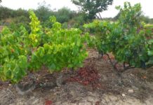 PROYECTO DE RECUPERACIÓN DE VIÑAS VIEJAS DE GONZÁLEZ BYASS