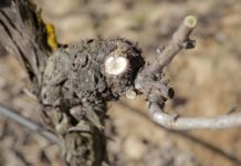 REALIDAD VIRTUAL EN LA PODA DEL VIÑEDO EN BODEGA CUATRO RAYAS