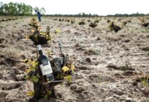 BODEGA CUATRO RAYAS ESTUDIA LA CAPACIDAD DE ENVEJECIMIENTO DE LA VERDEJO
