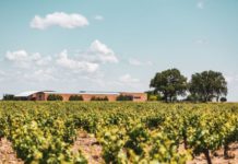 RESULTADO DE LA 40ª VENDIMIA EN LA D.O. RIBERA DEL DUERO