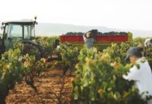 D.O. UTIEL REQUENA PRESENTA SU AGENDA DEL VINO 2023