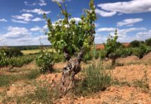 LA ASOCIACIÓN VIÑAS VIEJAS DE SORIA PRESENTA SUS VINOS
