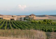 BLANEO CHARDONNAY 2021