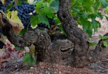 LA D.O. MONTSANT. SUS VIÑAS III PARTE