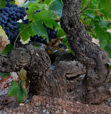 LA D.O. MONTSANT. SUS VIÑAS III PARTE