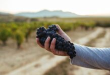 RIOJA CALIFICA COMO “MUY BUENA” SU COSECHA 2022