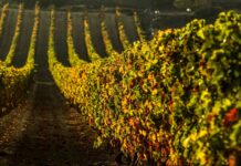 RIOJA REALIZA UN DIAGNÓSTICO SOBRE LA SOSTENIBILIDAD EN LA DENOMINACIÓN