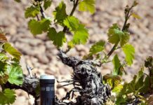 WINE ENTHUSIAST DESTACA DOS VINOS DE BOD. CUATRO RAYAS