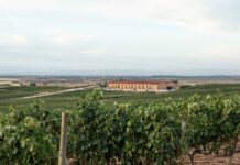 DOMINIO BASCONCILLO, D.O. RIBERA DEL DUERO