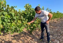 BODEGAS ARAGONESAS HA INICIADO LA VENDIMIA 2023