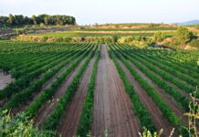 INICIO DE LA VENDIMIA EN LA DO CATALUÑA