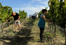 EL GRILLO Y LA LUNA MEJORA LA EFICIENCIA GRACIAS AL PROYECTO SOMIC