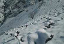 ÁNGEL DE VIÑAS DE GONZÁLEZ BYASS AL RESCATE DE UN VIÑEDO EN LA ALPUJARRA GRANADINA