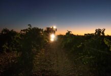 BODEGAS AURA INICIA LA VENDIMIA NOCTURNA EN LA D.O. RUEDA