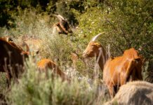 FAMILIA TORRES INTRODUCE EL PASTOREO EN LA GESTIÓN DE SUS BOSQUES