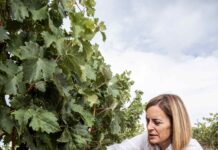 ¿CÓMO SE PREPARA UNA BODEGA PARA LA ÉPOCA DE LA VENDIMIA?